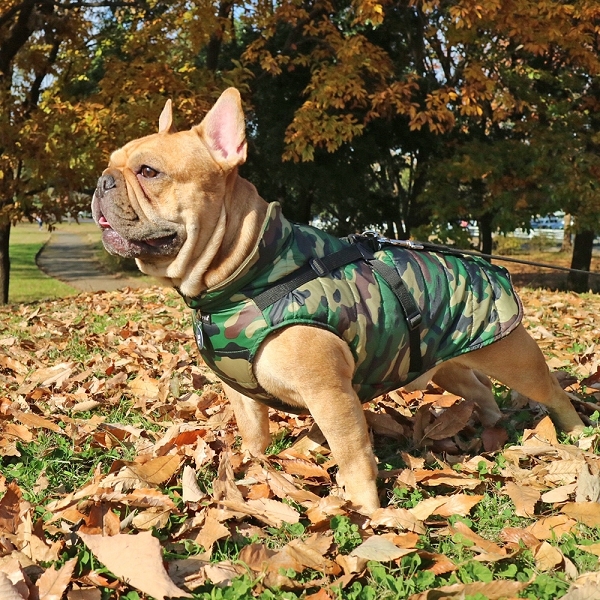 manteau pour chien de marque