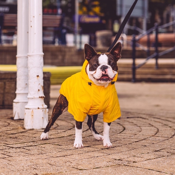 Manteau imperméable à capuche pour chien chat - Petits Compagnons