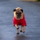 Sweat pour chien rouge