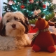 Jouet pour chien Renne de Noël