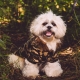 Doudoune pour chien camouflage