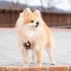 Harnais pour chien Kensington Puppia