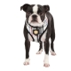 Harnais pour chien Kensington Puppia Noir