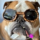 Lunettes pour chien léopard