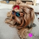 Lunettes pour chien léopard