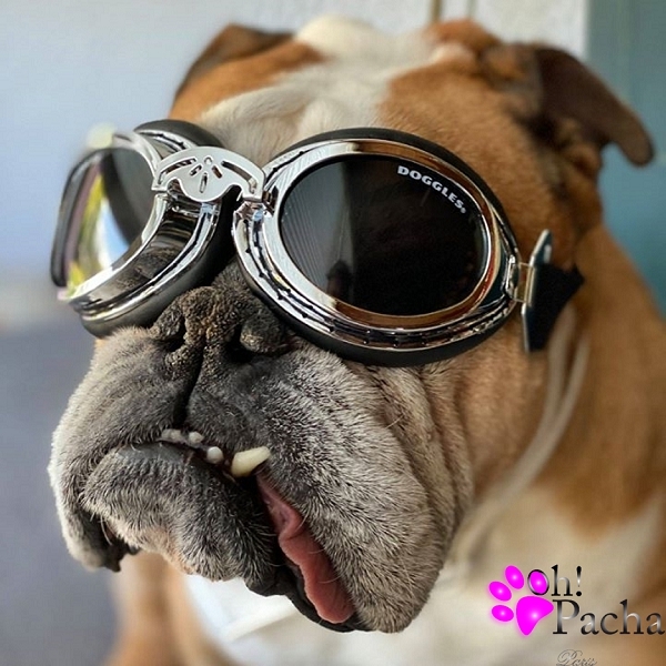 pour chien spécial moto Doggles pour chien pour chien spécial moto Doggles pour chien