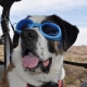 Lunettes pour chien bleu