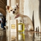 Eau de Parfum pour chien Bellagio