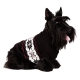 Pull pour chien Montana