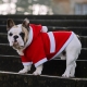 Manteau de Noël pour chien