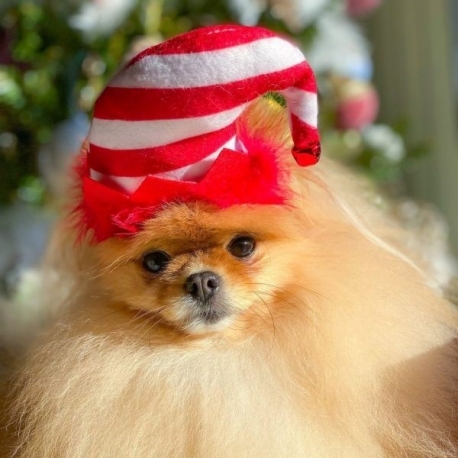 Serre tête Elfe de Noël pour chien