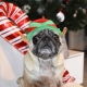 Bonnet pour chien Elfe du Père Noël