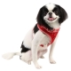 Harnais pour chien Vichy Puppia rouge