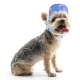 Casquette pour chien Papeete