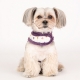 Harnais veste pour chien Scarlett violet