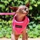 Harnais pour chat rose fluo Puppia