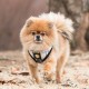 Harnais pour chien Kensington Puppia Noir