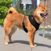 Harnais pour chien noir Puppia