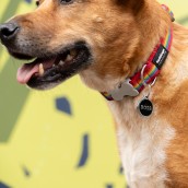 Médaille pour chien à graver Boss