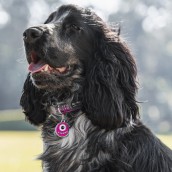 Médaille pour chien à graver Petit Monstre rose