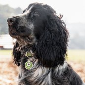 Médaille pour chien à graver Petit Monstre vert