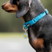 Médaille pour chien à graver Cookie bleu