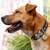 Médaille pour chien à graver I Love Dad