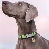 Médaille pour chien à graver petit singe