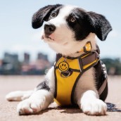 Médaille pour chien à graver Smiley