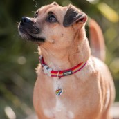 Médaille pour chien à graver Arc-en-ciel