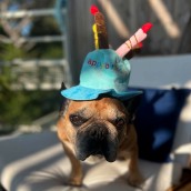 Chapeau pour chien Anniversaire