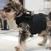 Harnais manteau pour chien Vegas