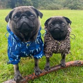 Imperméable pour chien léopard