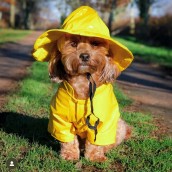 Ciré pour chien Gromit