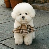 Manteau pour chien Windsor Puppia