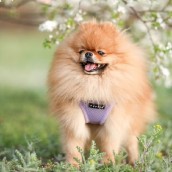 Harnais pour chien violet Puppia