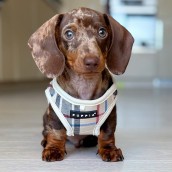 Harnais pour chien Kensington Puppia