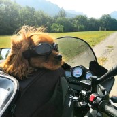Lunettes de soleil pour chien noir