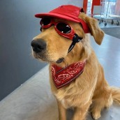 Lunettes de soleil pour chien rouge