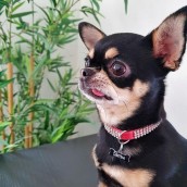 Collier pour chien strass rouge