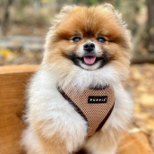Harnais pour chien beige Puppia