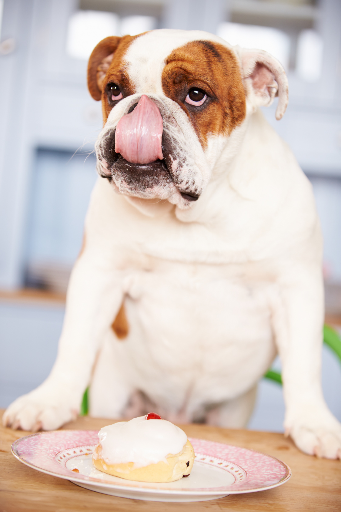 Aliments toxiques pour les chiens