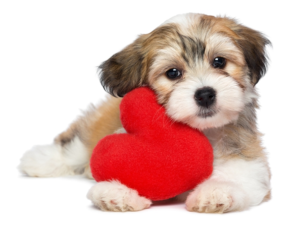 Cadeaux de Saint-Valentin pour chien