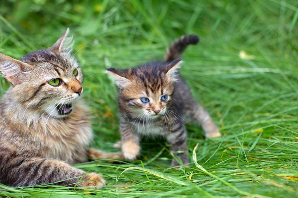 La cohabitation chez les chats