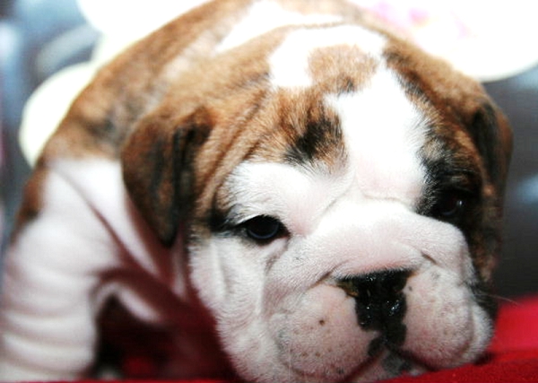 Préparez l'arrivée d'un chiot