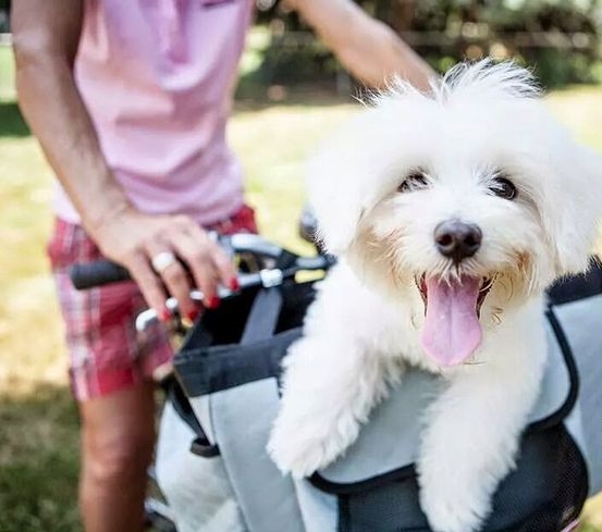 Comment faire du vélo avec mon chien