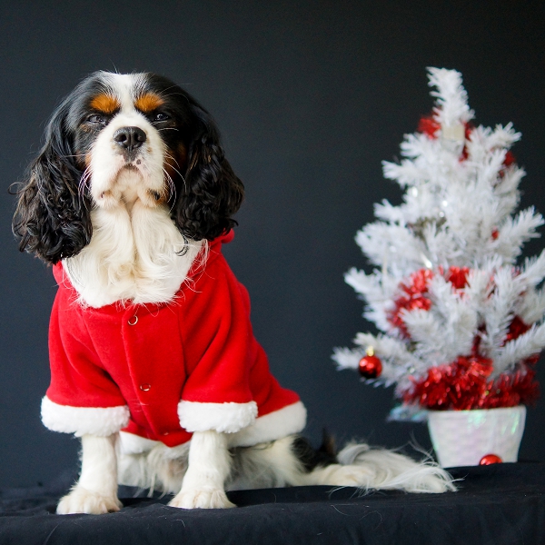 COSTUME PÈRE NOËL POUR CHIEN