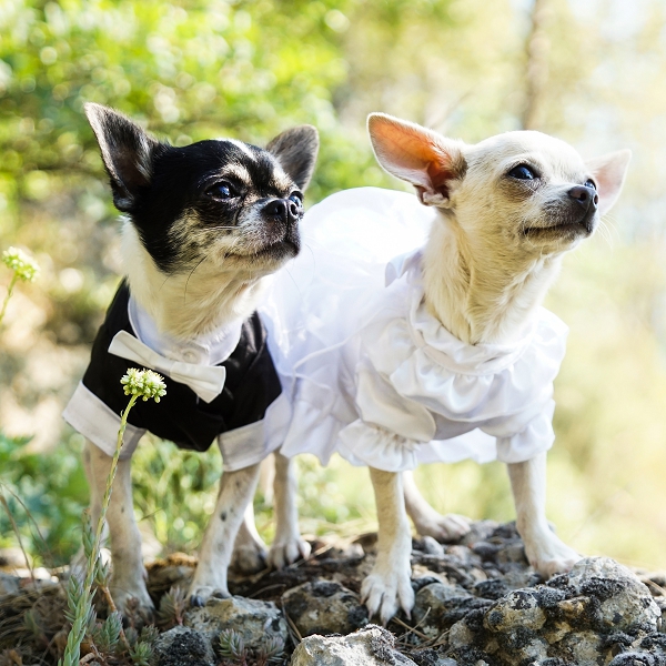 Déguisements pour chien