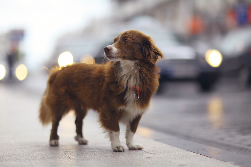 J'ai perdu mon chien