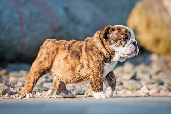 Les plages accessibles aux chiens